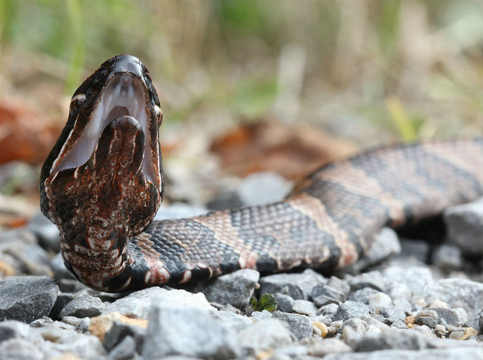 Western Cottonmouth